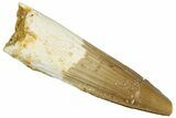 Fossil Spinosaurus Tooth - Real Dinosaur Tooth #292678-1